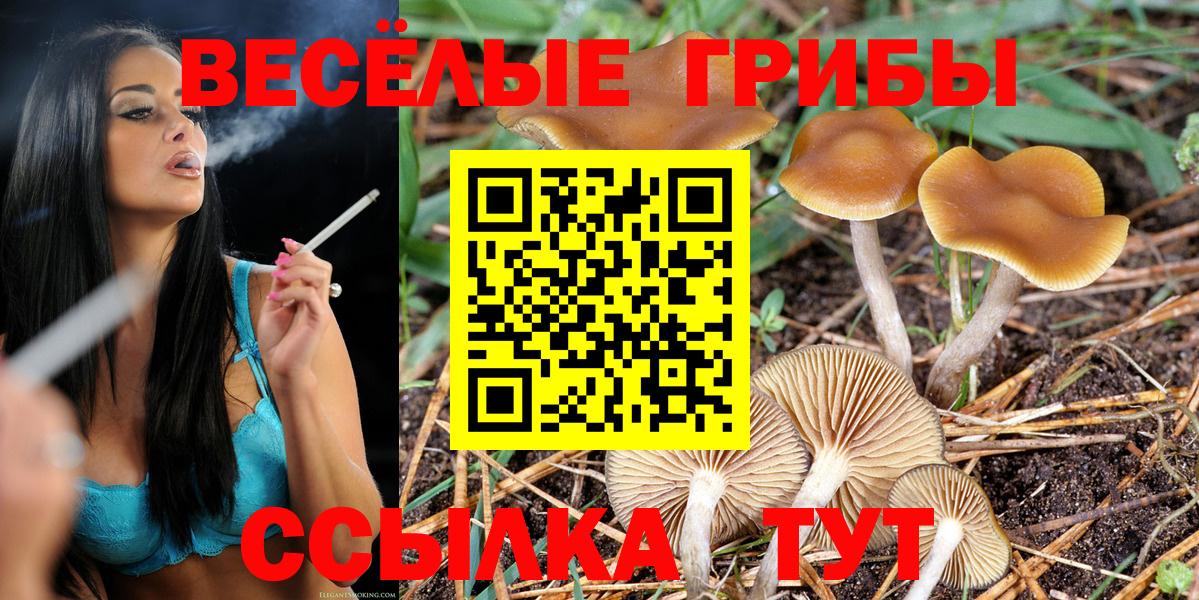 Ступино  Псилоцибиновые грибы Psilocybe  Вход с VPN 
